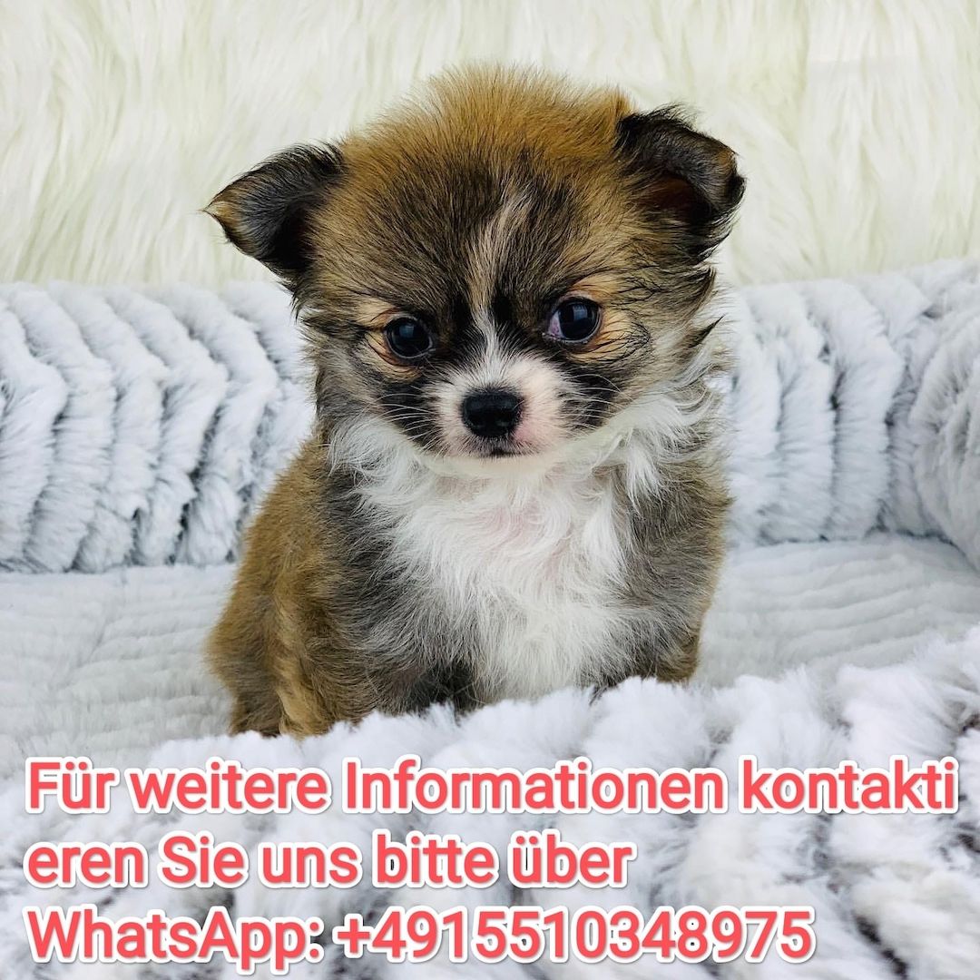 Bezaubernde Chihuahuawelpe