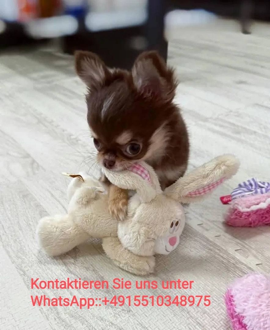 Nette Personen und weibliche Chihuahua