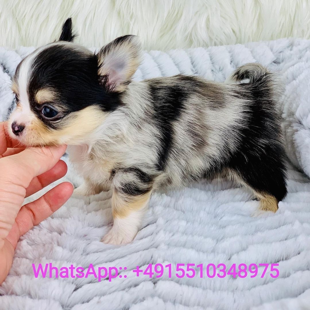 MINI CHIHUAHUA WELPE MIT PAPIERE