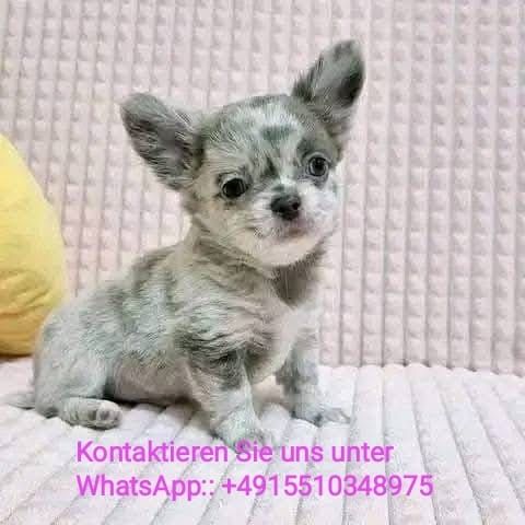 Chihuahua-Welpe für Ihre Familie