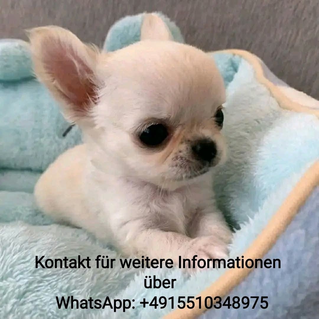 Chihuahua Welpen -WhatsApp: +4915510348975
