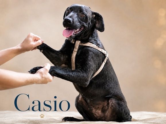 Casio - fröhlicher Bursche