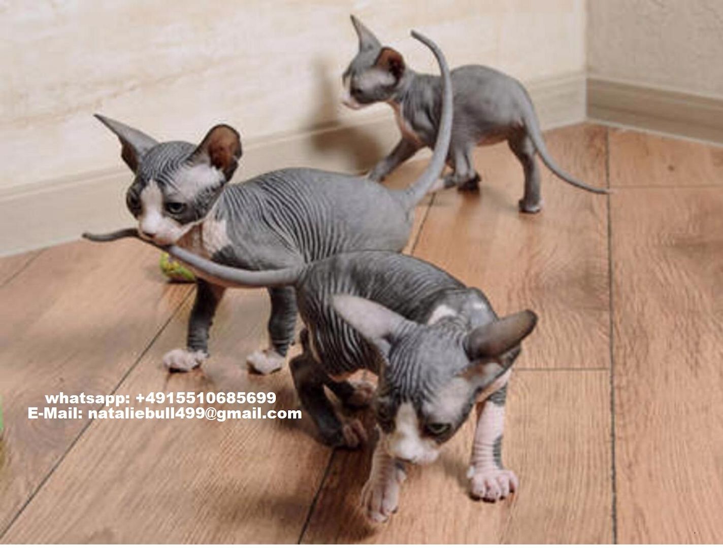 Schöne Sphynx-Kätzchen