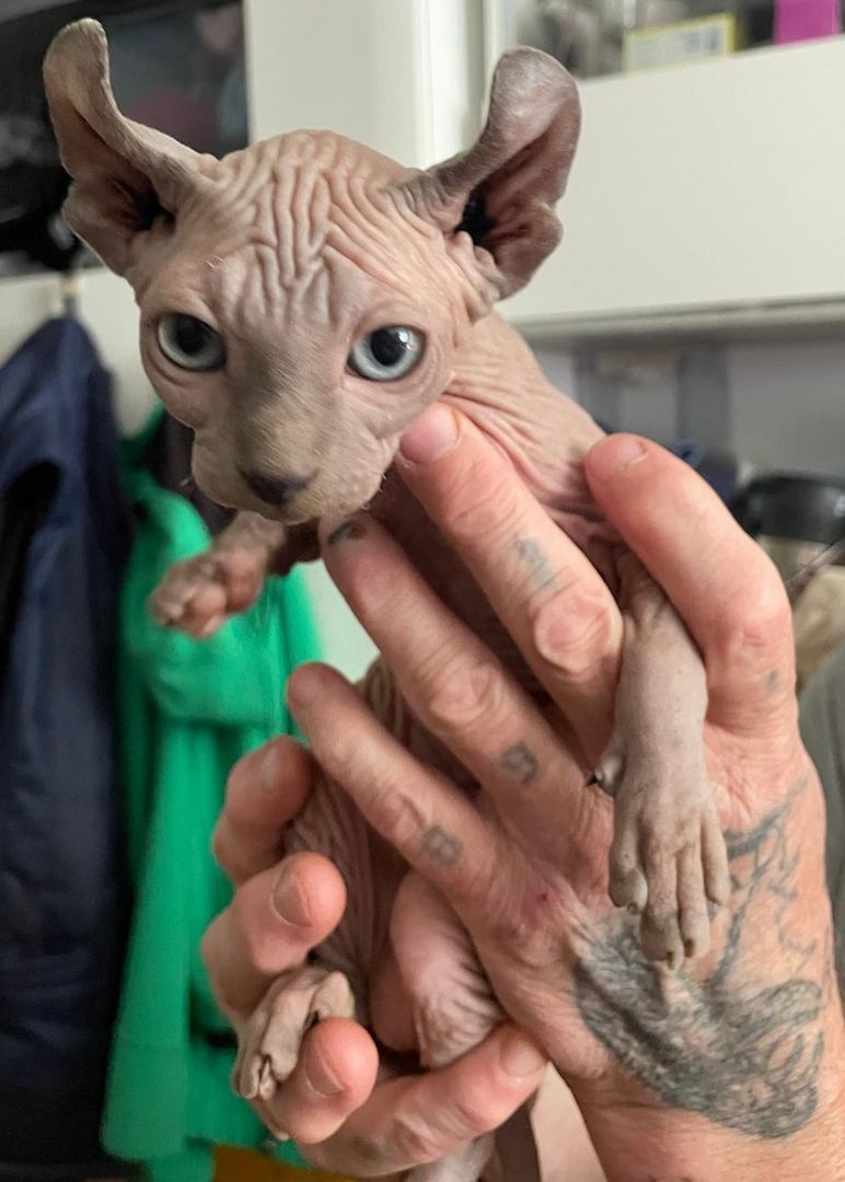 Sphynx Kitten teils elf ohren Kätzchen Nacktkatze ab sofort für zuhause