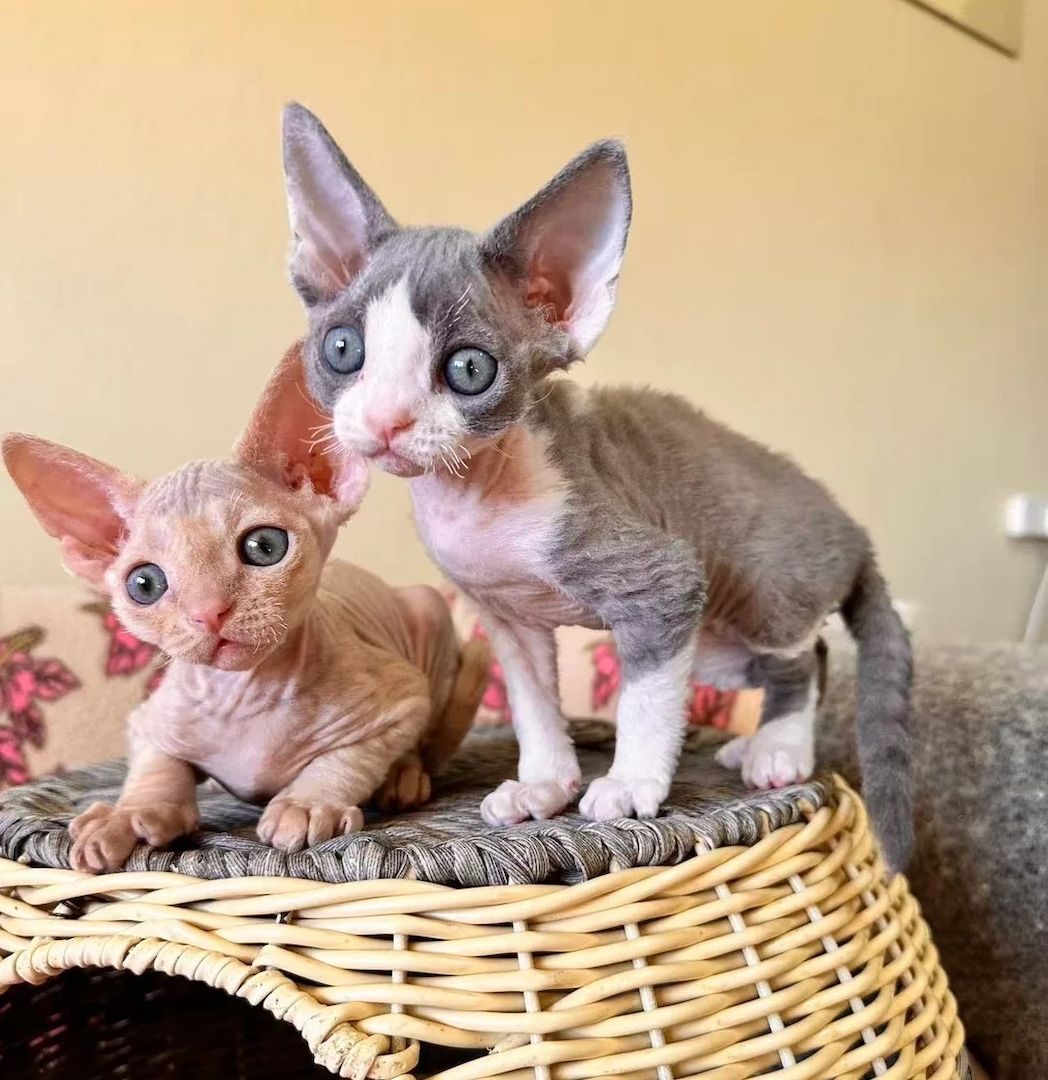 Wunderschöne Devon Rex-Kätzchen