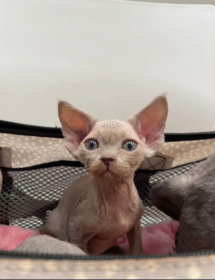 Devon Rex-Kätzchen suchen ein liebevolles Zuhause
