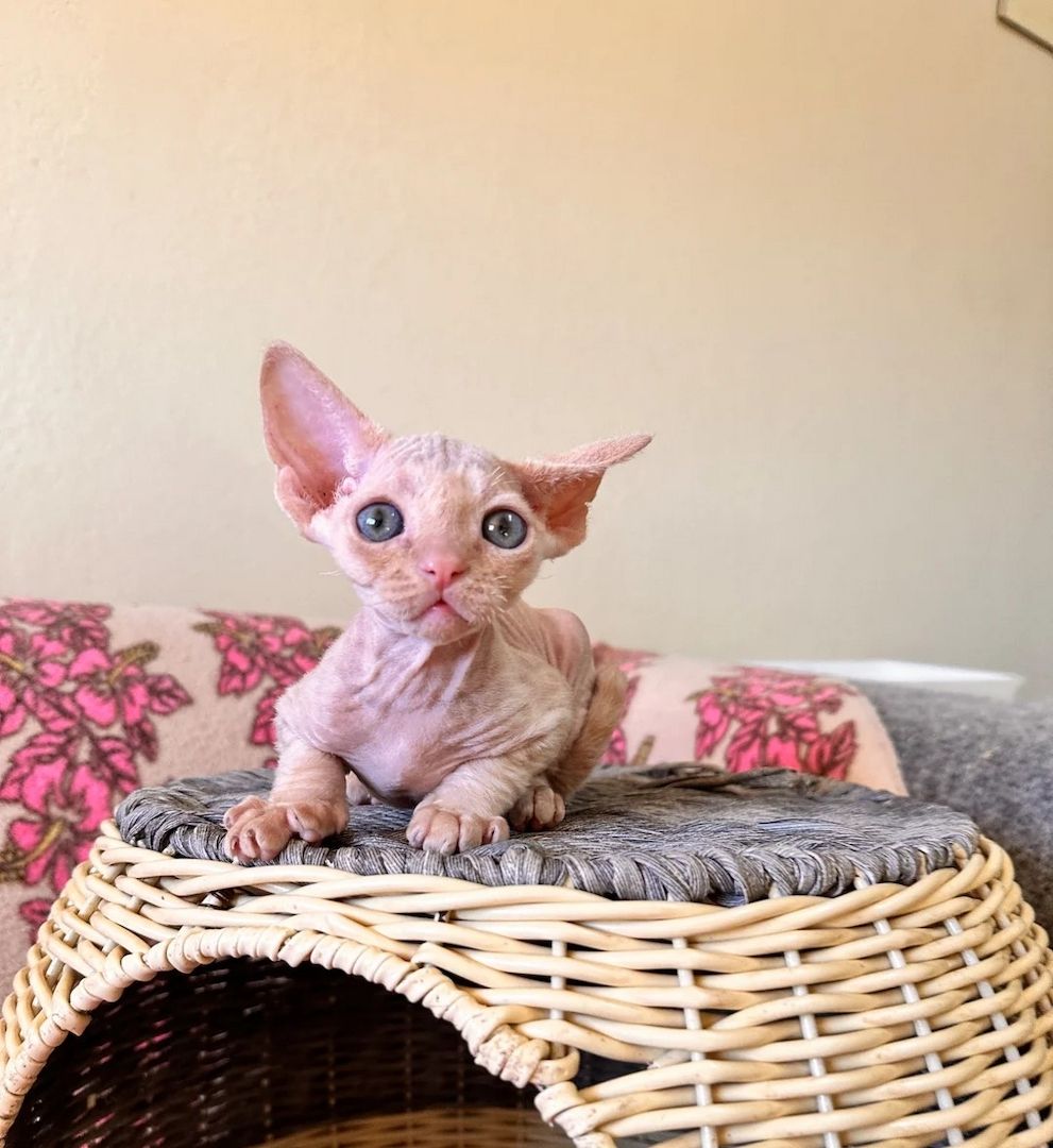 Wunderschöne Devon Rex-Kätzchen