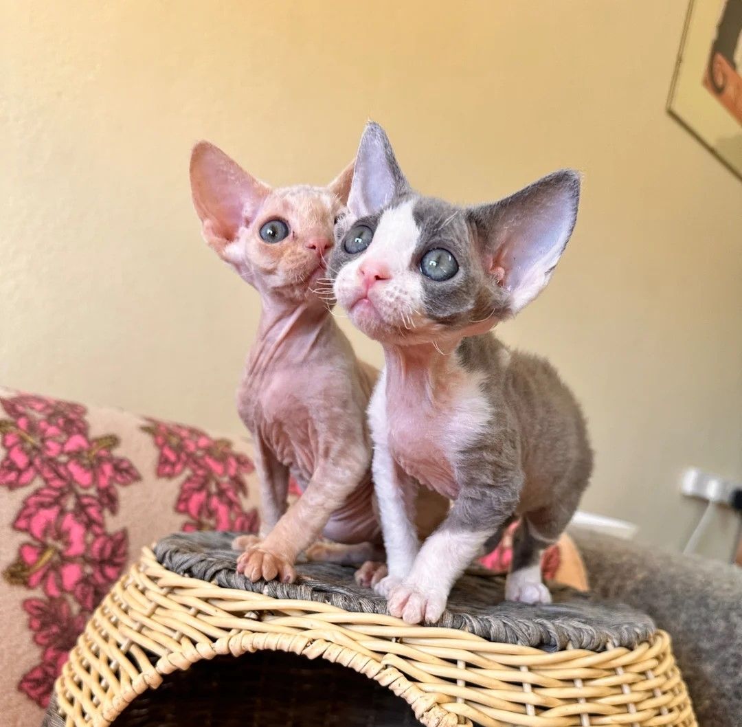 Wunderschöne Devon Rex-Kätzchen