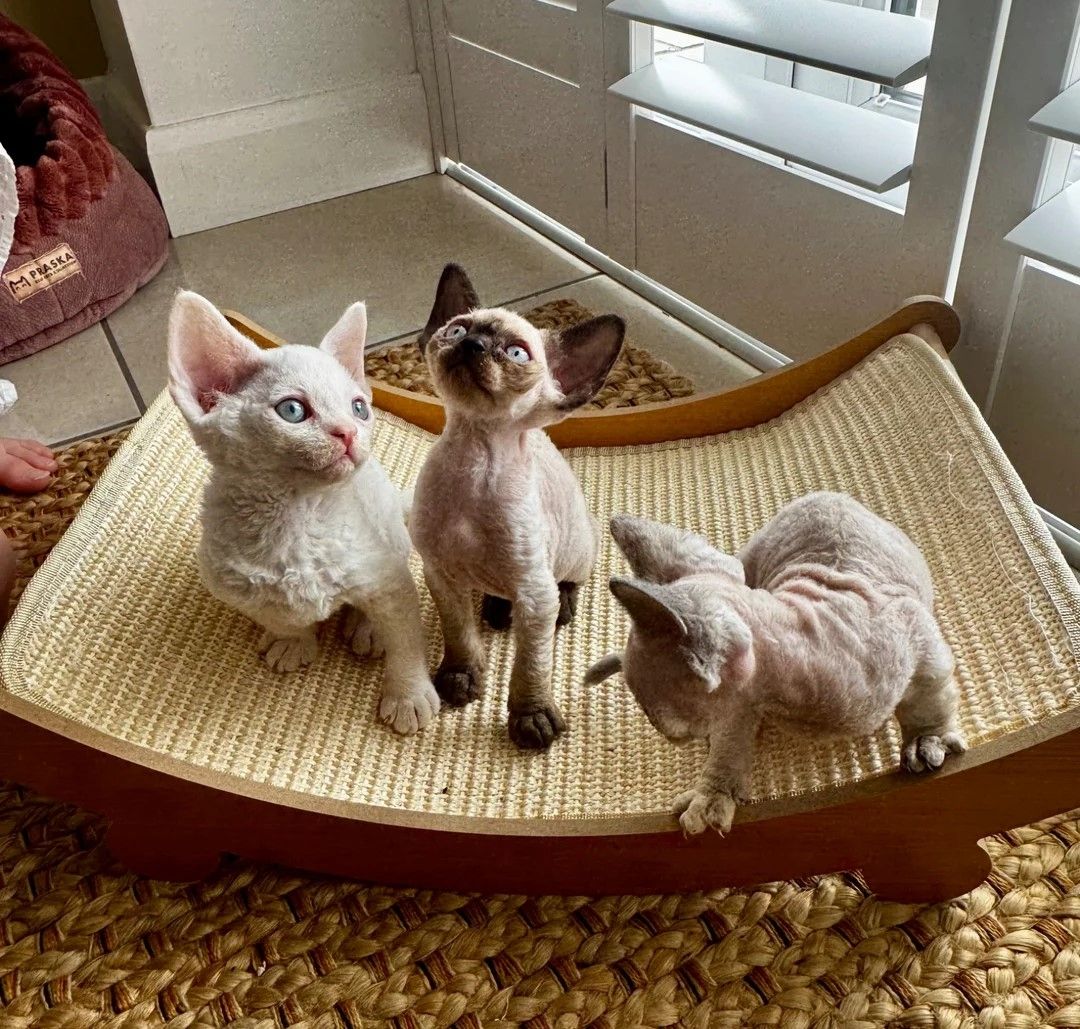 Devon Rex-Kätzchen