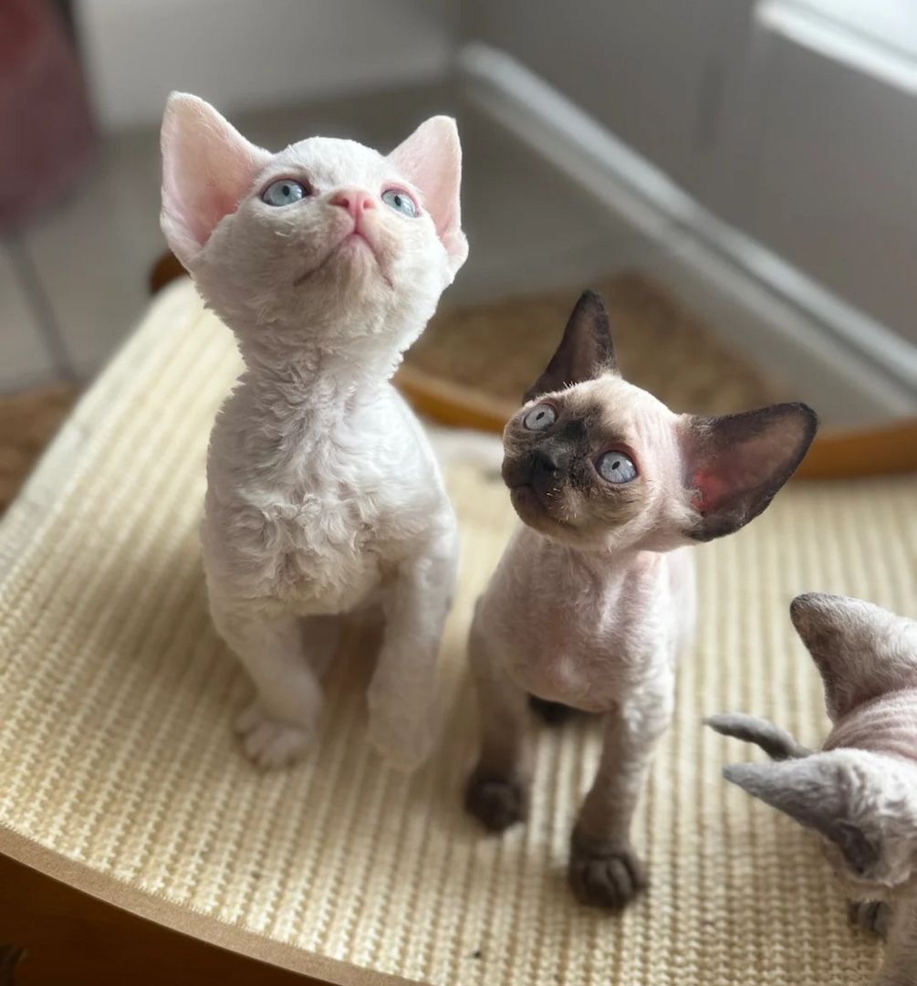 Wunderschöne Devon Rex-Kätzchen