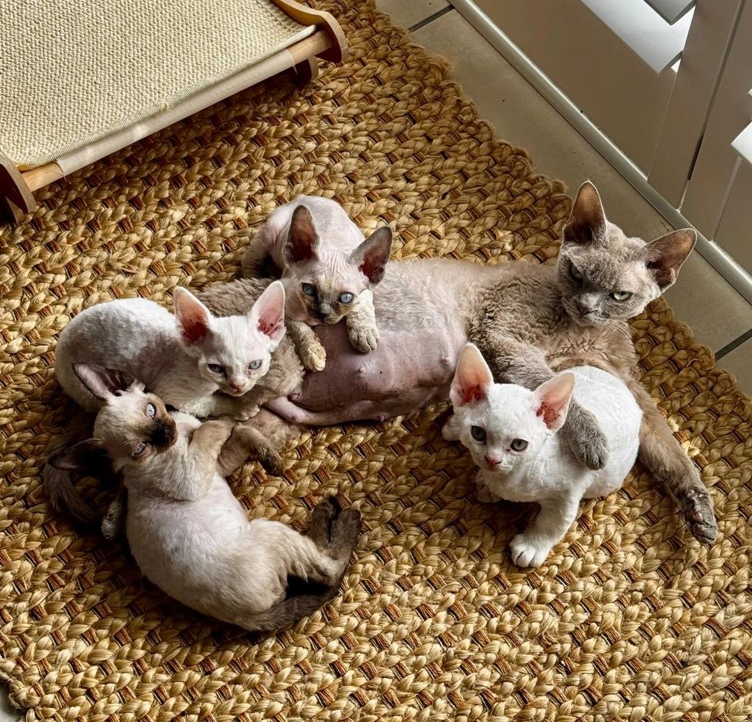 Wunderschöne Devon Rex-Kätzchen