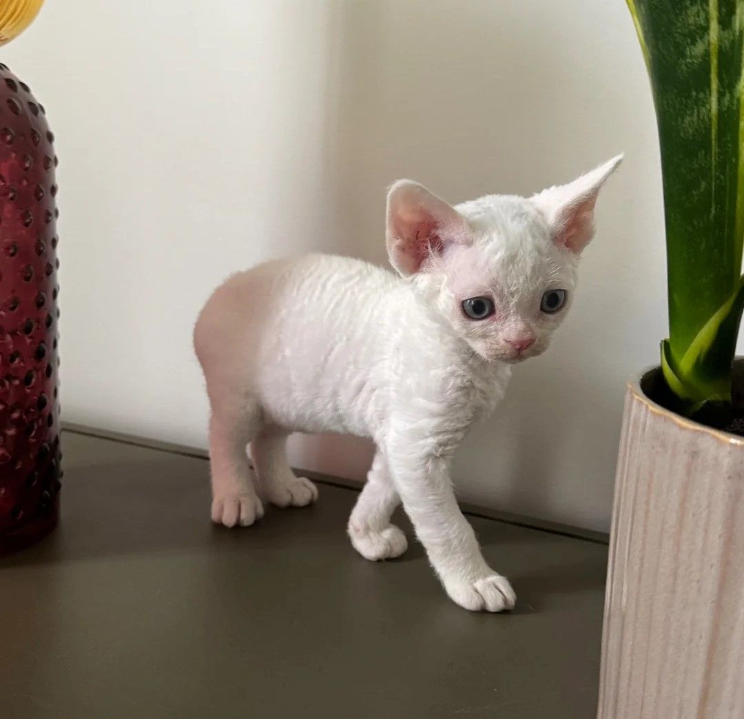 Wunderschöne Devon Rex-Kätzchen