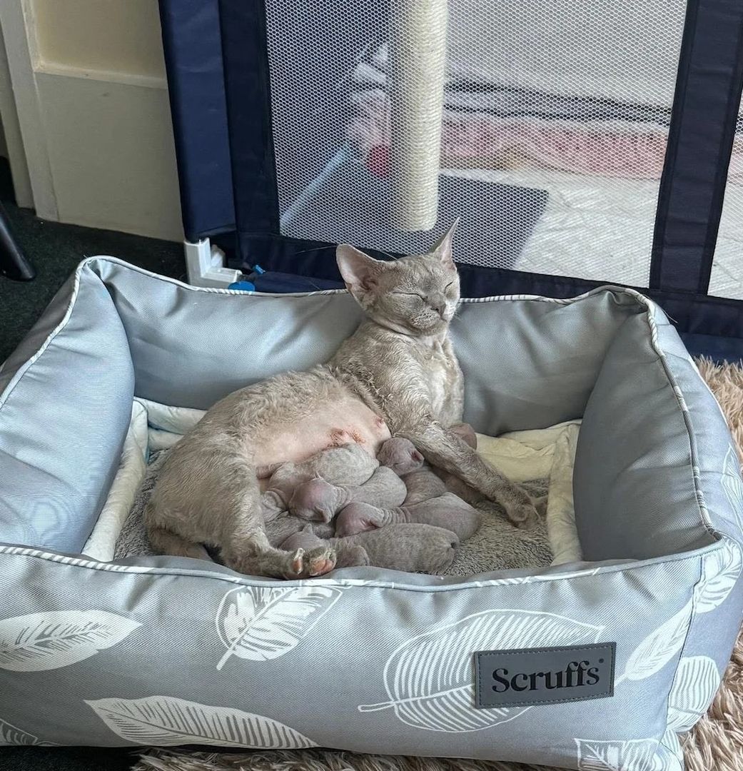 Devon Rex-Kätzchen zu verkaufen