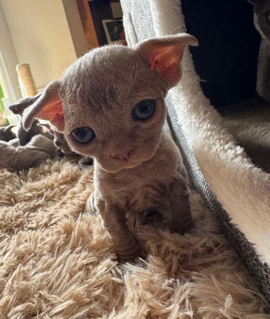 Devon Rex-Kätzchen suchen ein liebevolles Zuhause