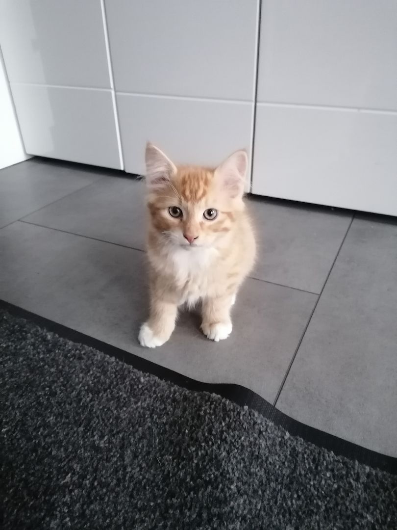 Roter Katzenjunge