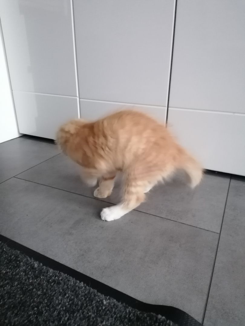 Roter Katzenjunge