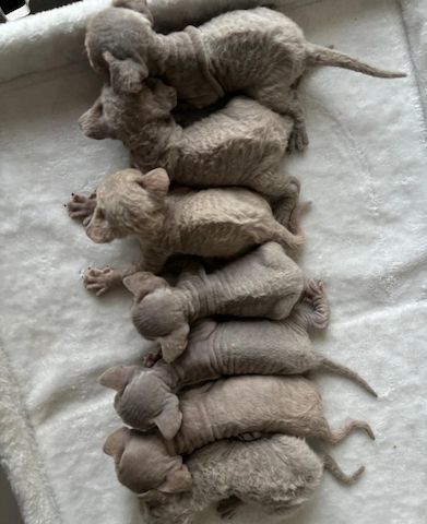 Devon Rex Kätzchen
