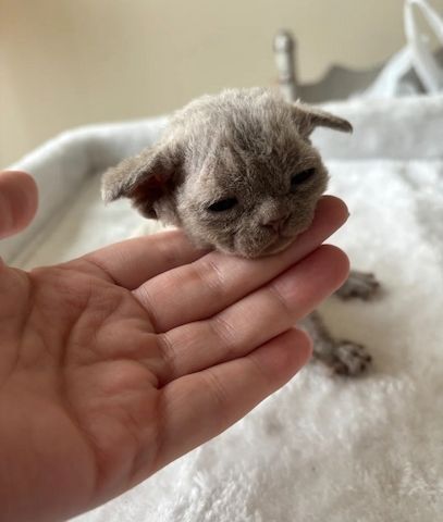 Devon Rex-Kätzchen