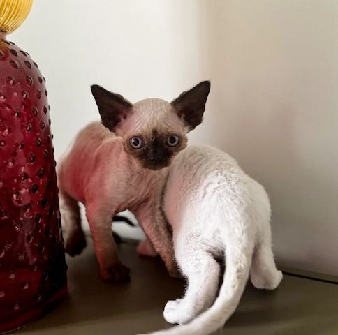 Devon Rex Hannover kaufen