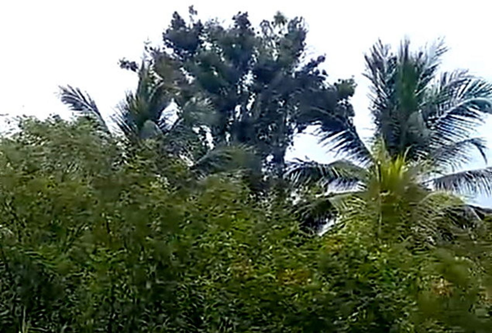Ferien-Haus auf der Insel Martinique