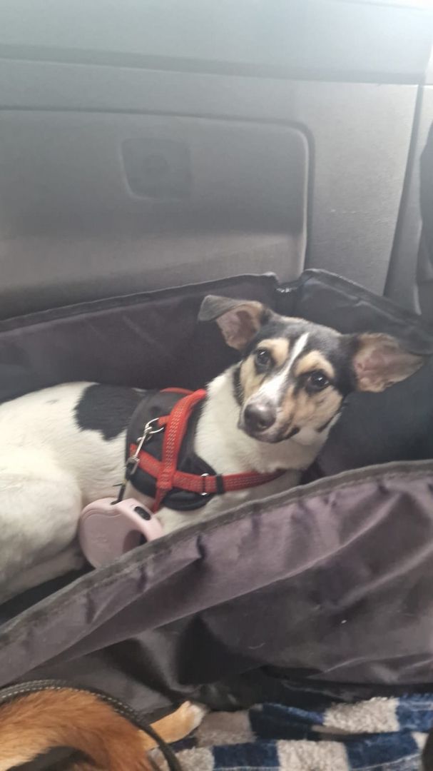Kleine jack russel- Chihuahua hündin