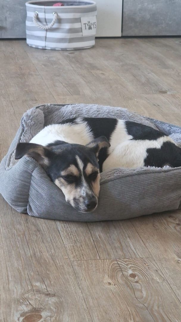 Kleine jack russel- Chihuahua hündin