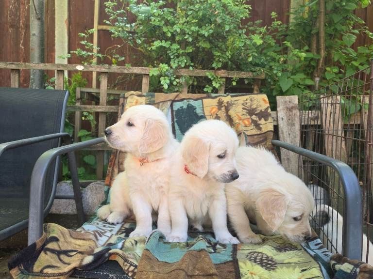 Wunderschöne Golden-Retriever-Welpen, ab sofort abgabebereit!