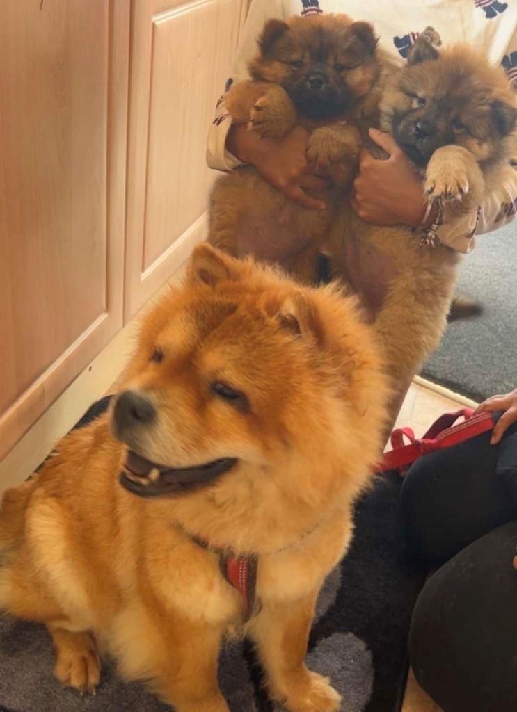Chow-Chow-Welpen zu vermitteln