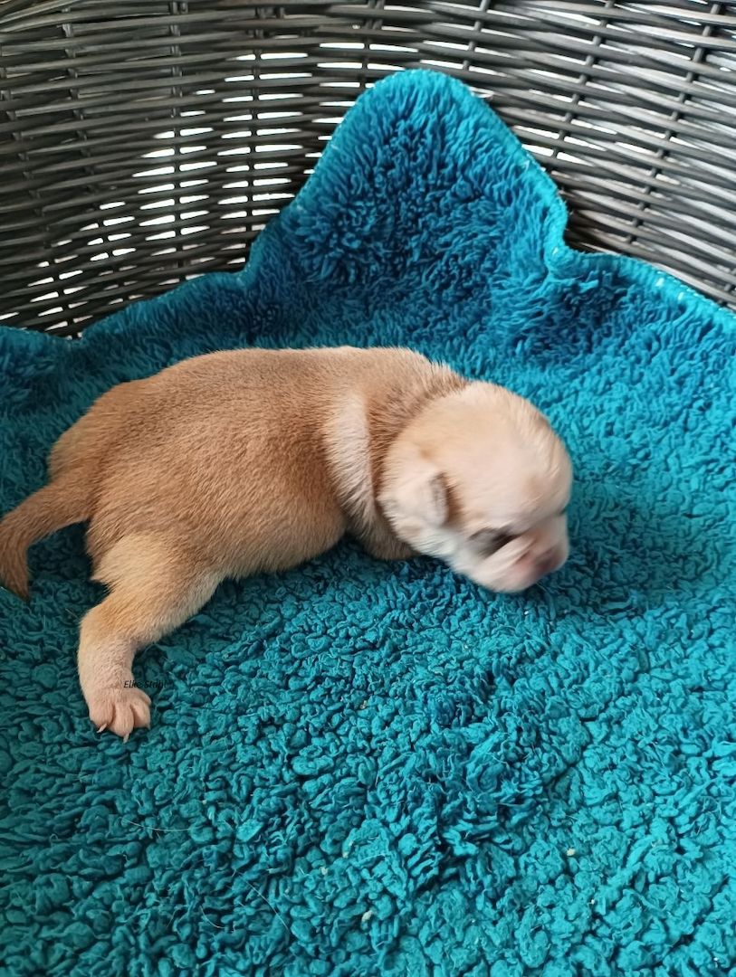 Retromops Welpen, frei atmend, mit Stammbaum, suchen ein neues Zuhause