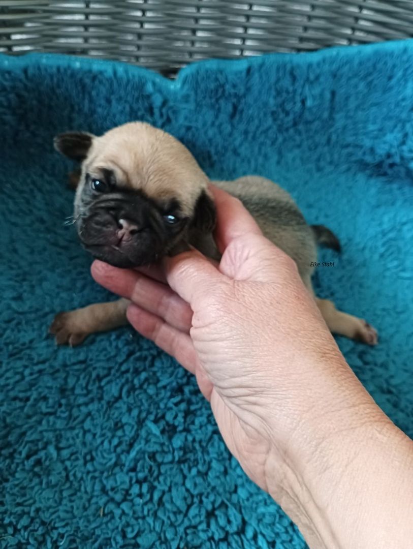 Retromops Welpen, frei atmend, mit Stammbaum, suchen ein neues Zuhause