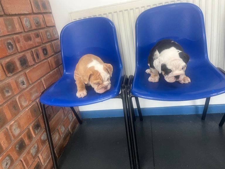 Englische Bulldoggen-Welpen, abgabebereit