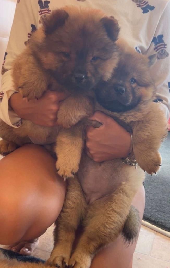 Chow-Chow-Welpen zur Adoption