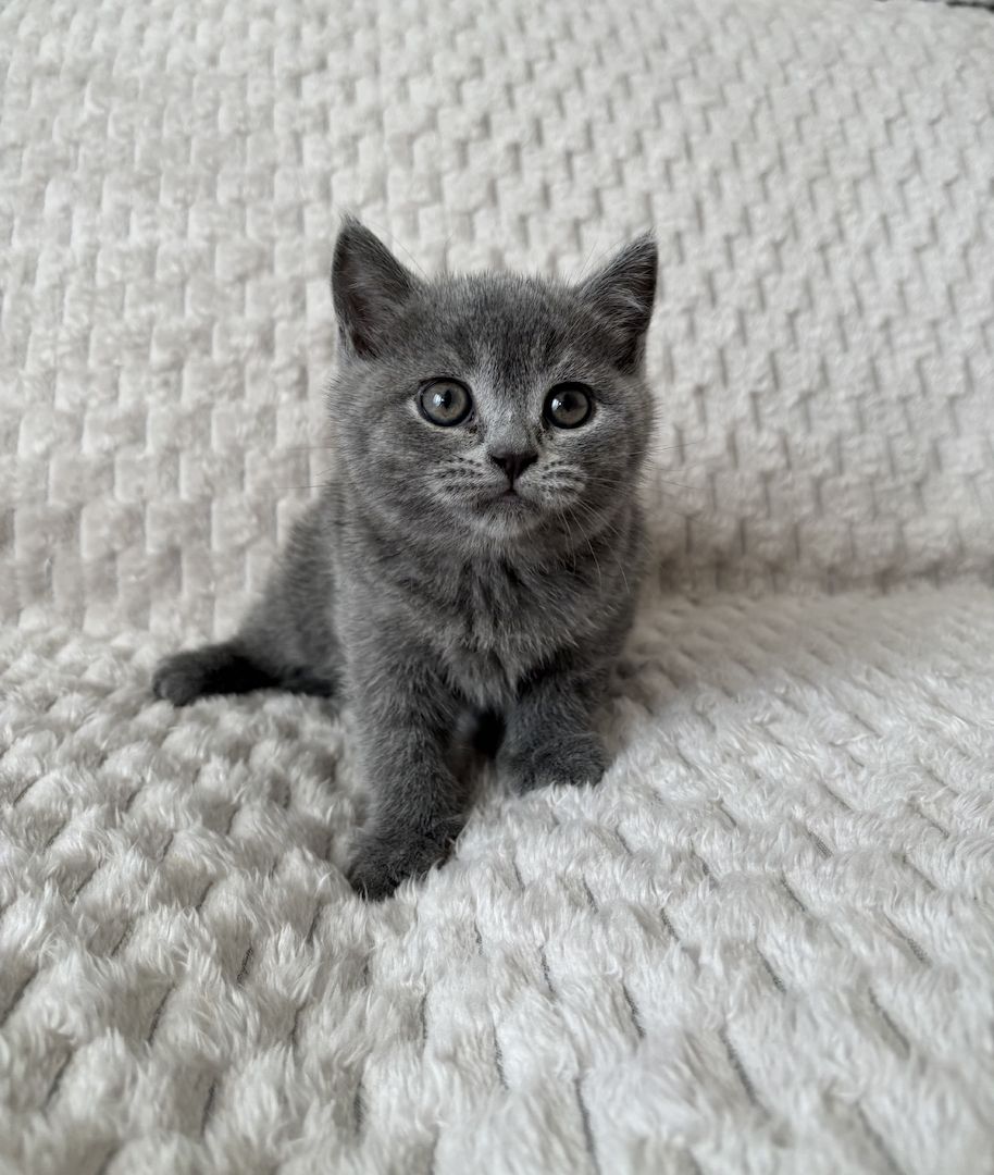 BKH Kitten