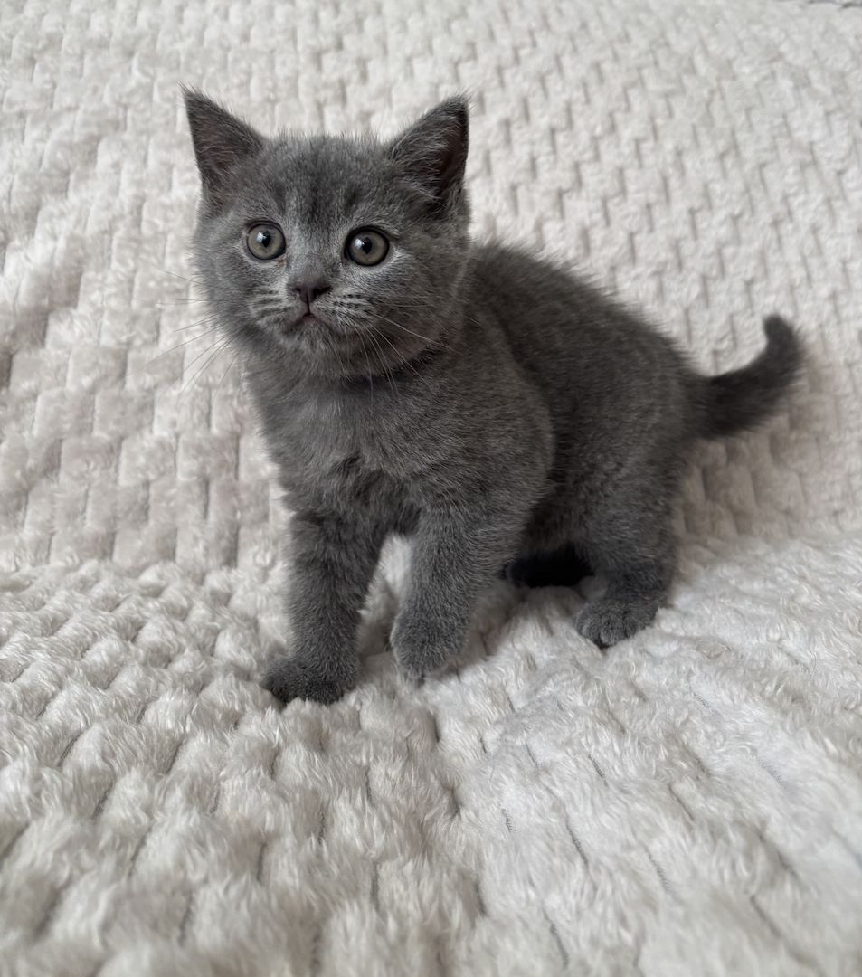 BKH Kitten