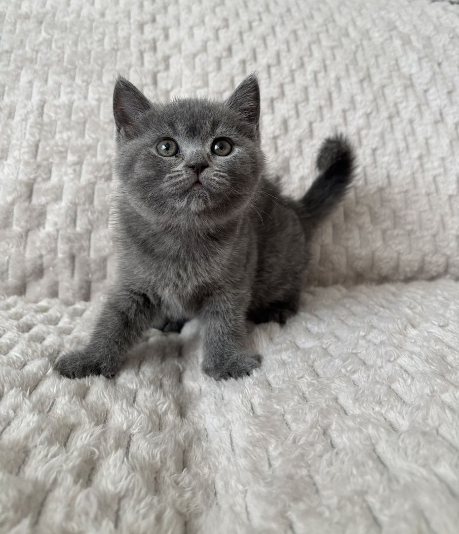 BKH Kitten