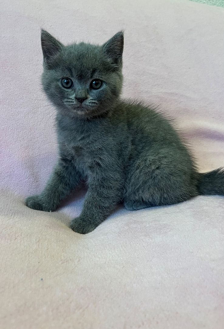 BKH Kitten