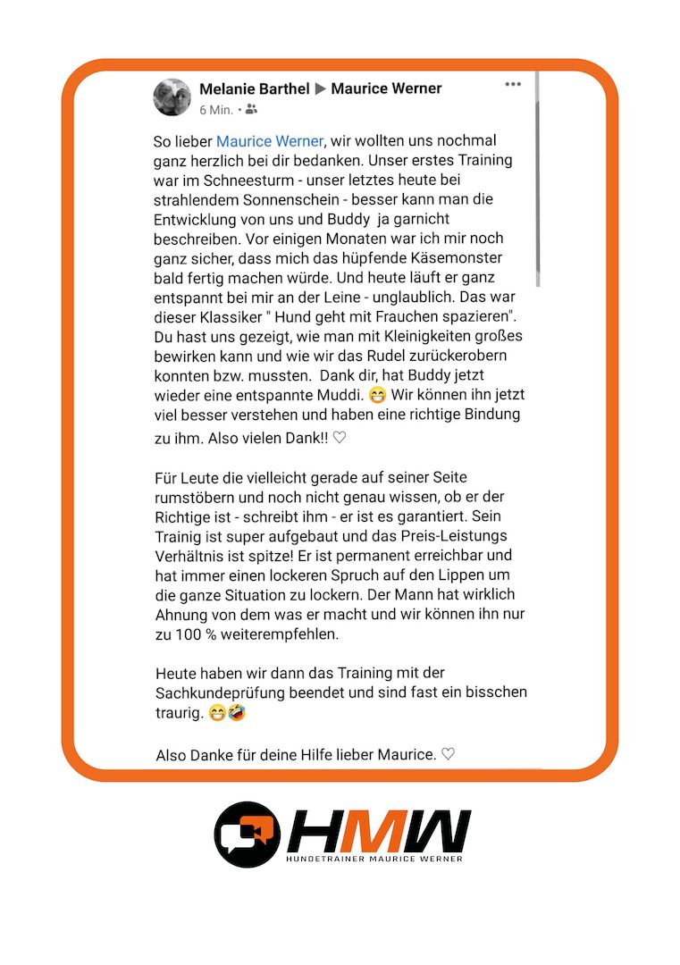 Professionelles Hundetraining via Video oder Persönlich