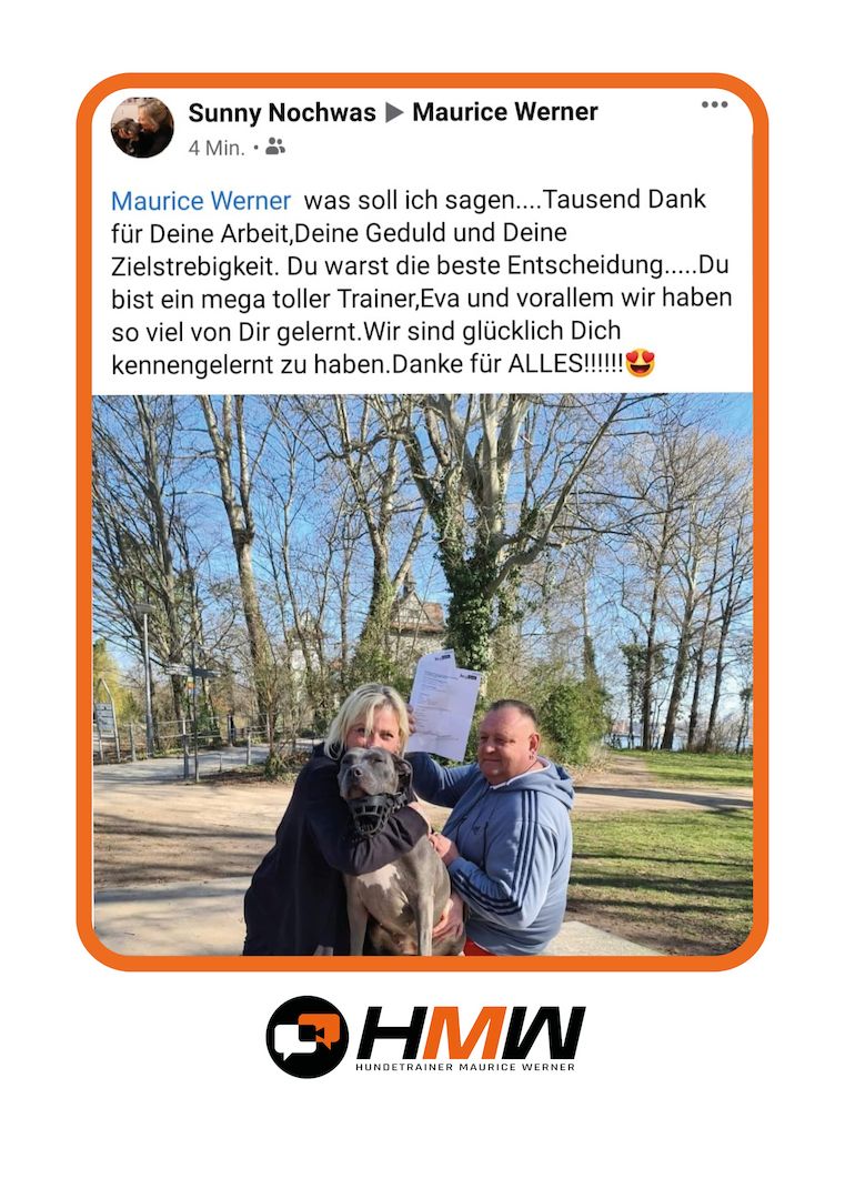 Professionelles Hundetraining via Video oder Persönlich