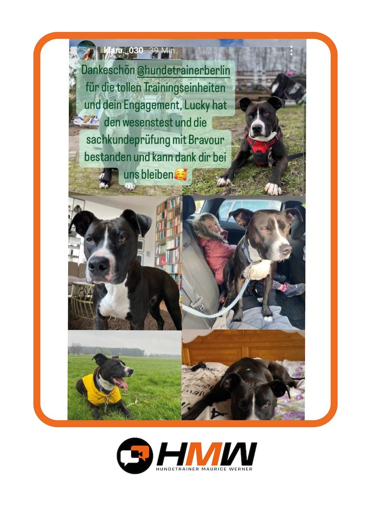 Professionelles Hundetraining via Video oder Persönlich
