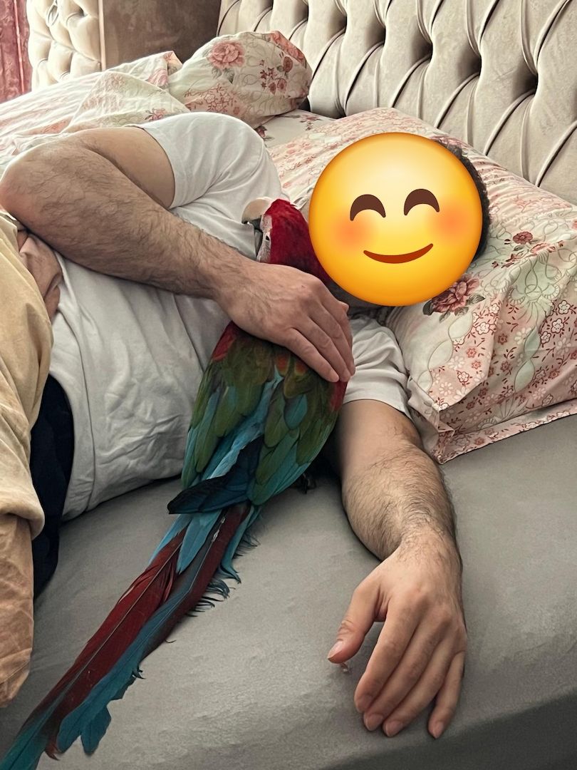 Wunderschöner Dunkelroter Ara (weiblich) sucht liebevolles Zuhause