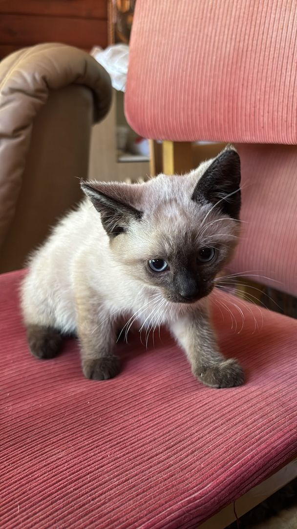 Katzenbabys vom Land