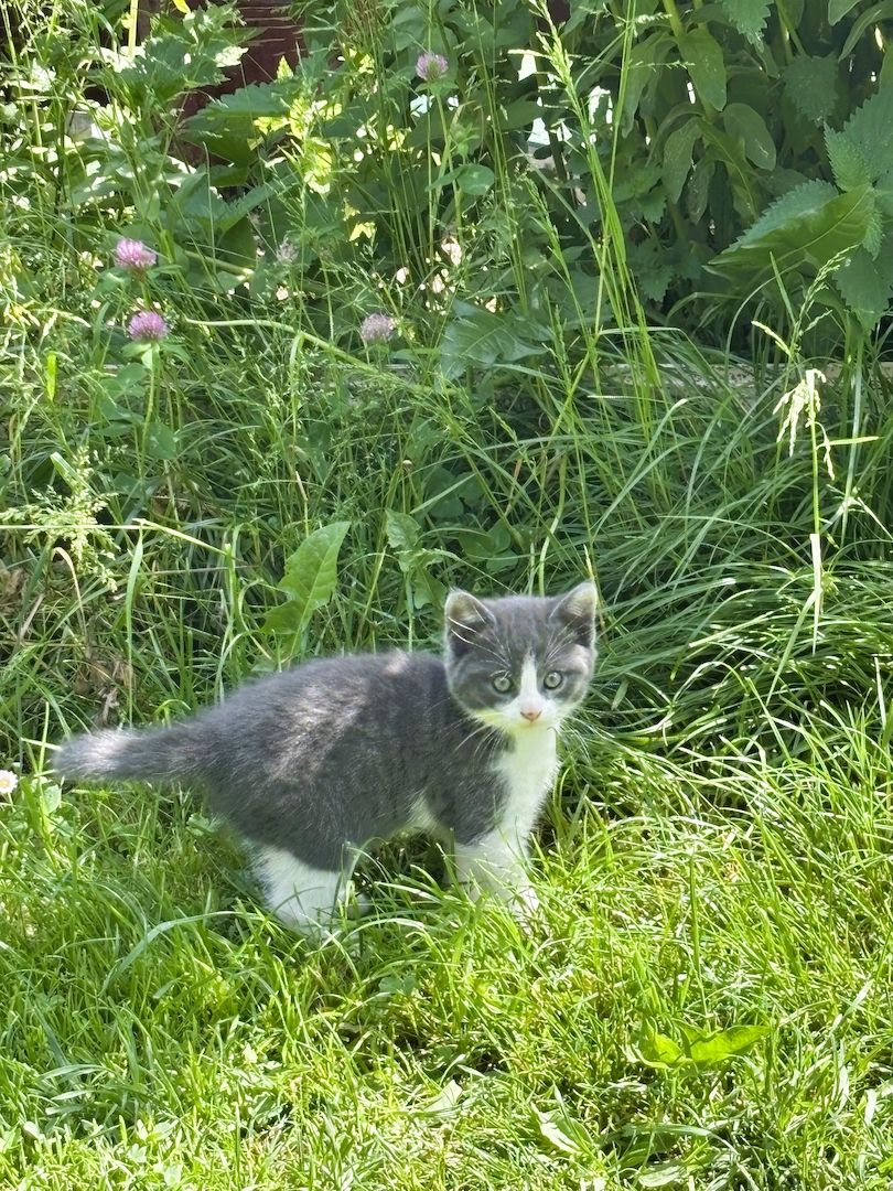 Katzenbabys vom Land