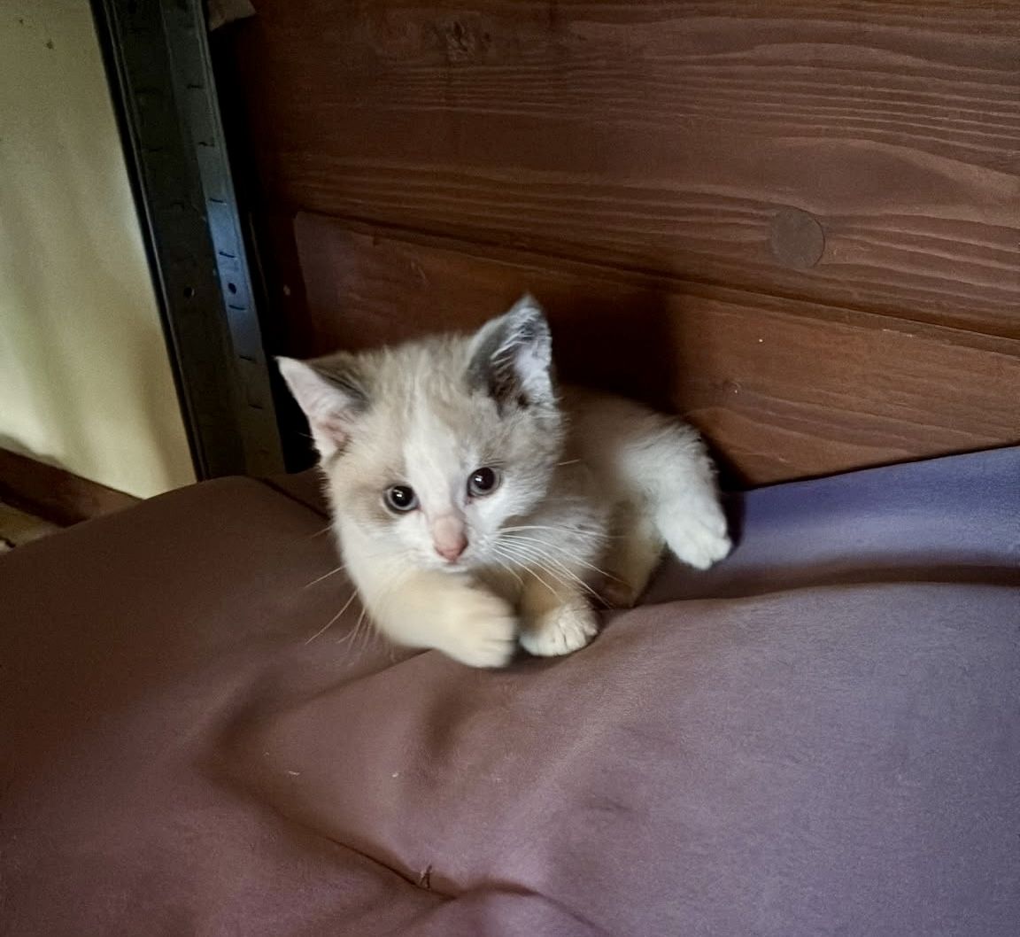 Katzenbabys vom Land