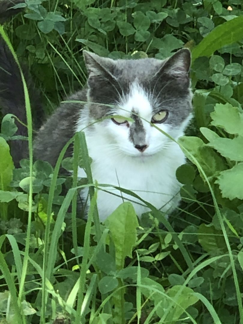 Katzenbabys vom Land