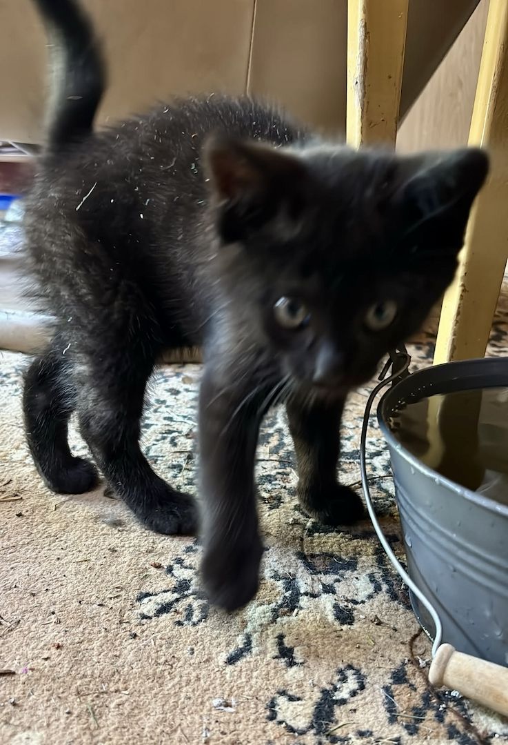 Katzenbabys vom Land