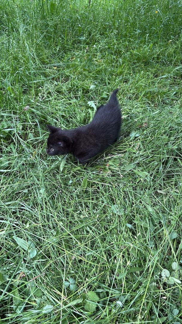 Katzenbabys vom Land