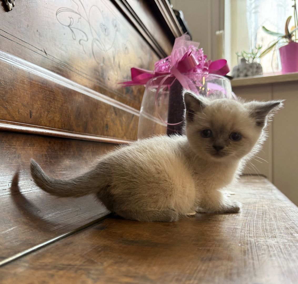 BKH Babykatze Kitten