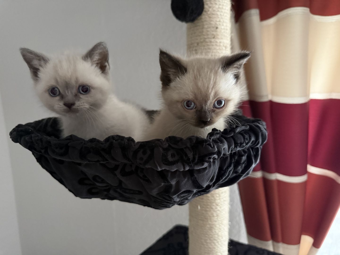 BKH Babykatze Kitten