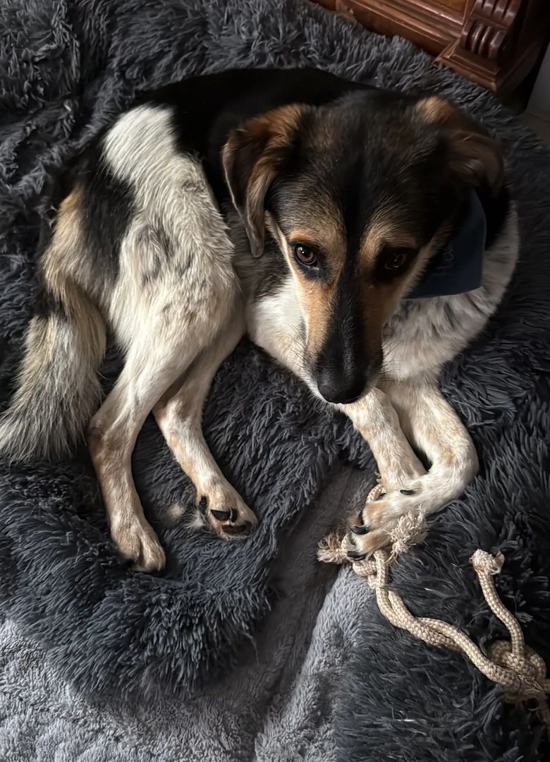 Carlos (Schon auf Pflegestelle in Deutschland :)