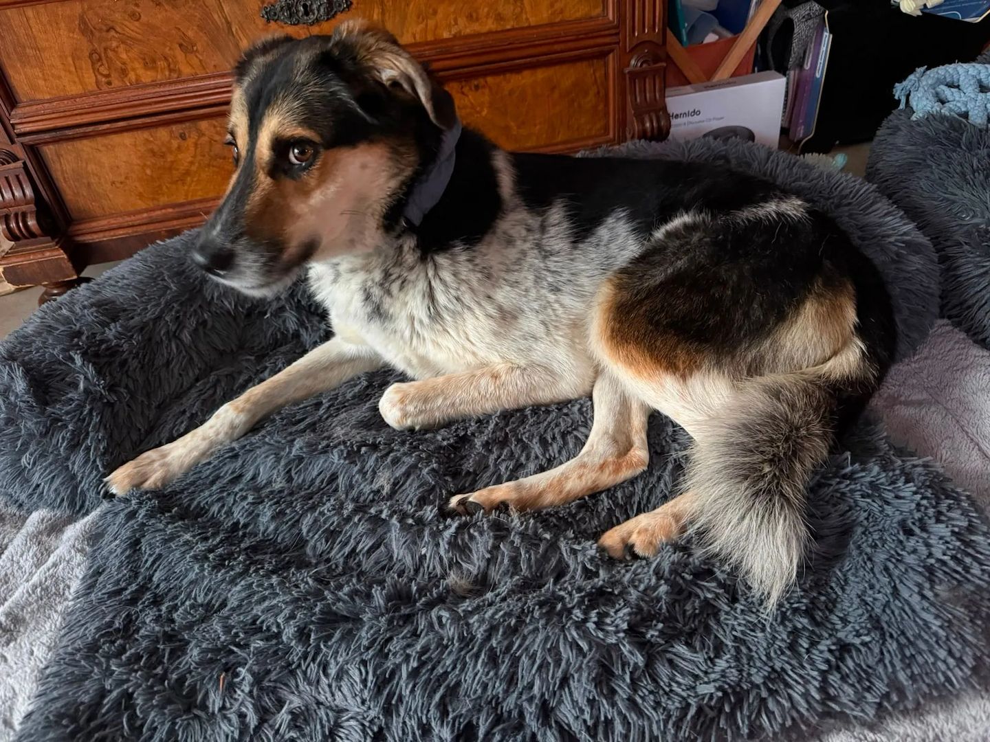 Carlos (Schon auf Pflegestelle in Deutschland :)